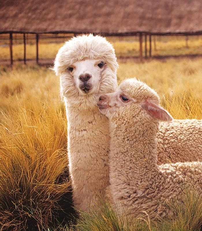 Лама Сури альпака