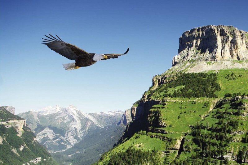 Орлиное гнездо Дагестан Орлы