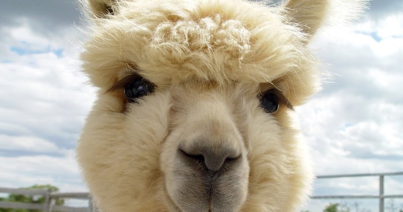 Фотографии ламы