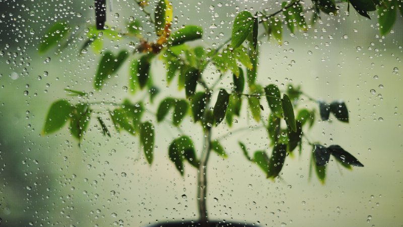 Весна дождь