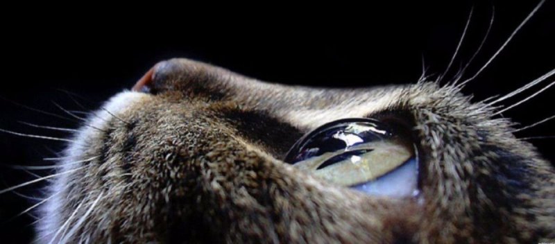 Мигательная перепонка у кошек