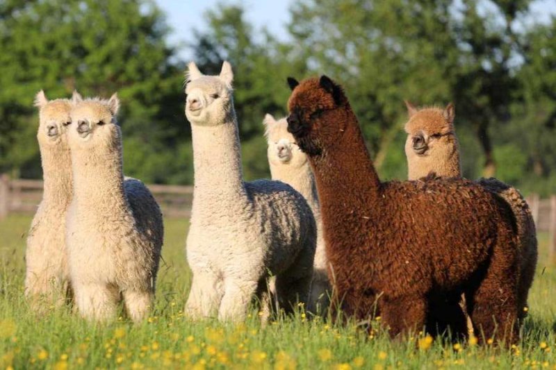 Ламы Воронеж парк альпак