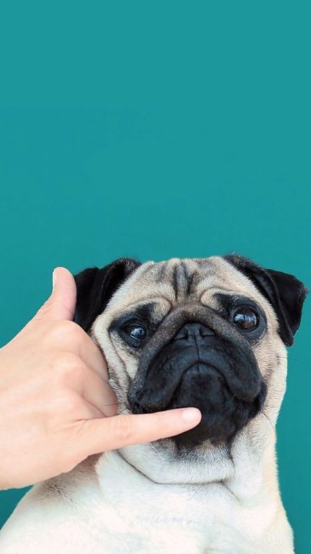 Купированный Мопс