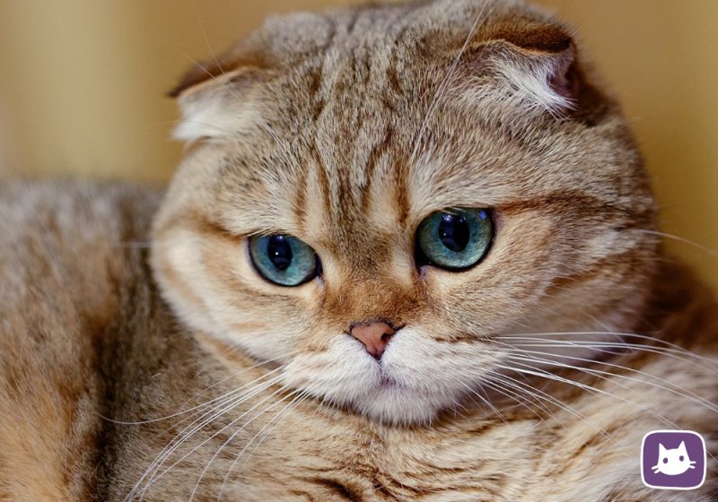 Скоттиш фолд Хосико