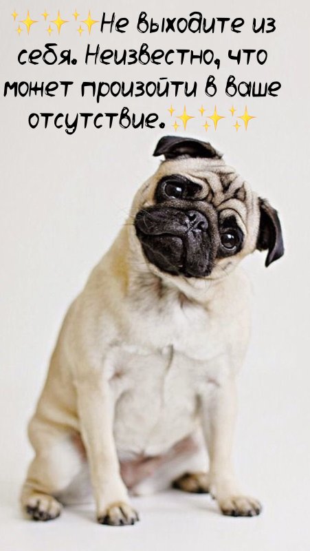 Гладкошерстная собака Мопс