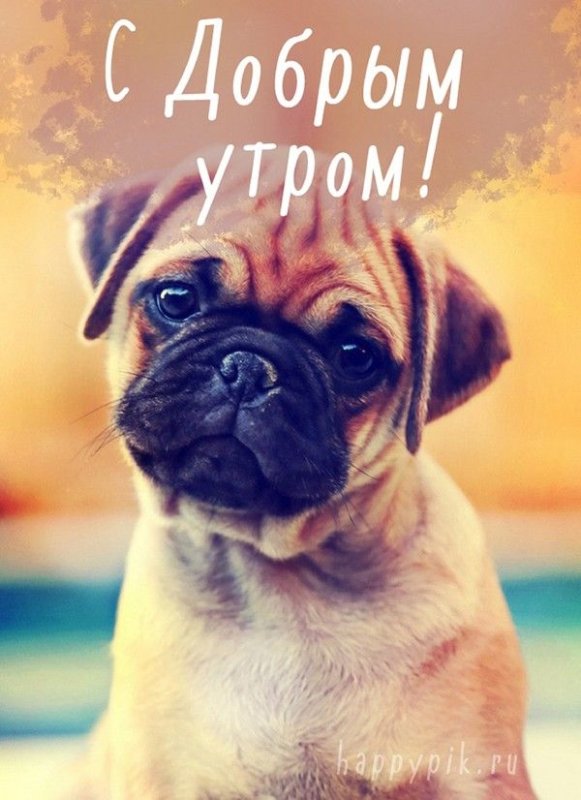 Мопс гладкошерстный