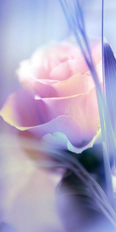 Фотообои нежные цветы