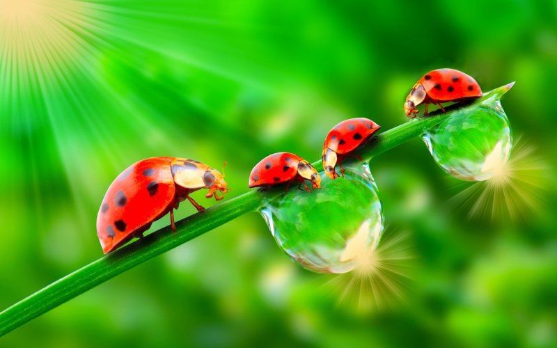 Божьи коровки