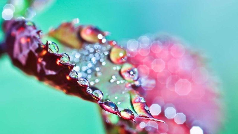 Макросъемка природа