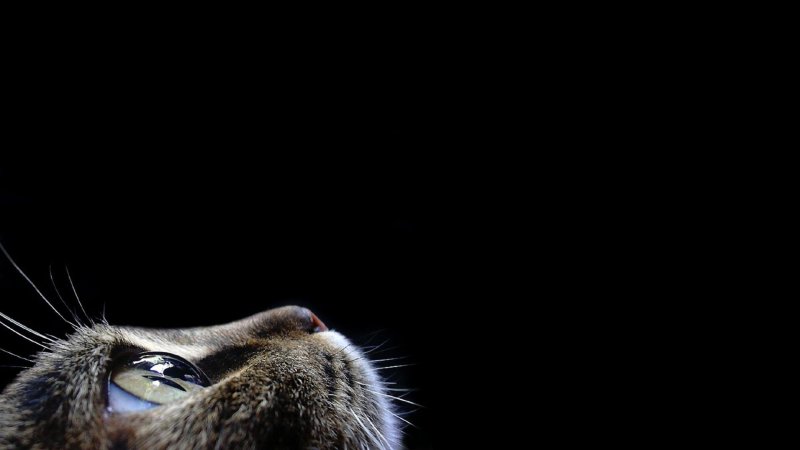 Фон животные