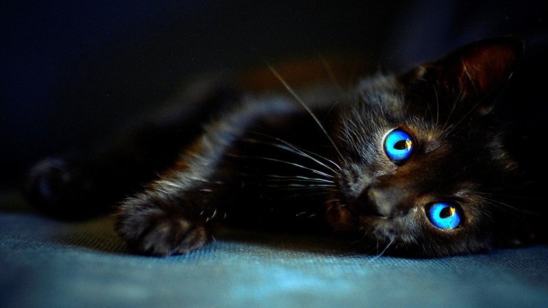 Черная кошка