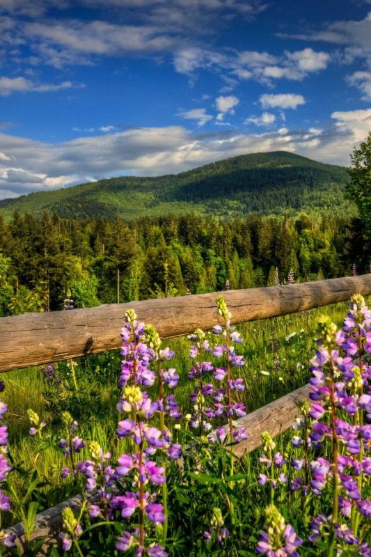 Красивые пейзажи с цветами