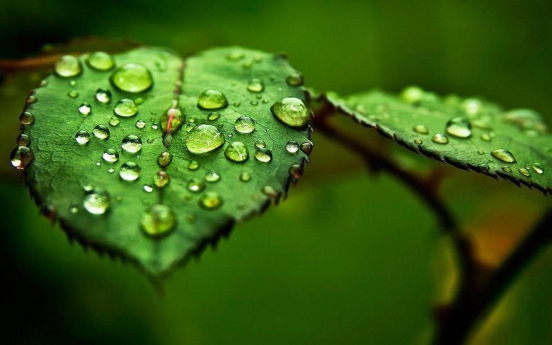 Макросъемка природа