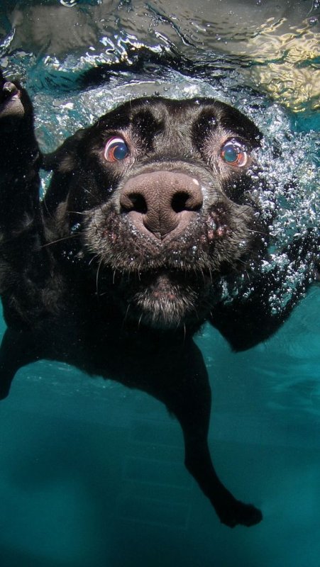 Собака плавает