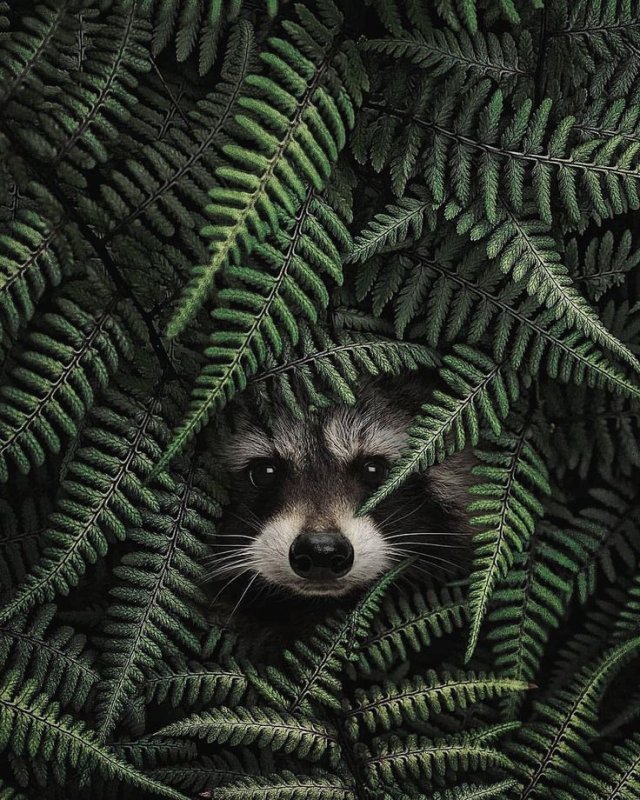 Енот выглядывает