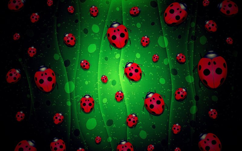 Божья коровка обои