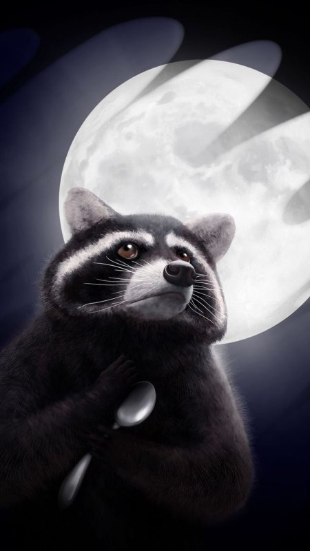 Заставка на телефон енот