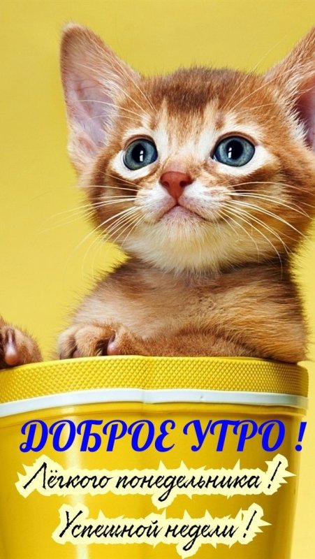 Котята на заставку