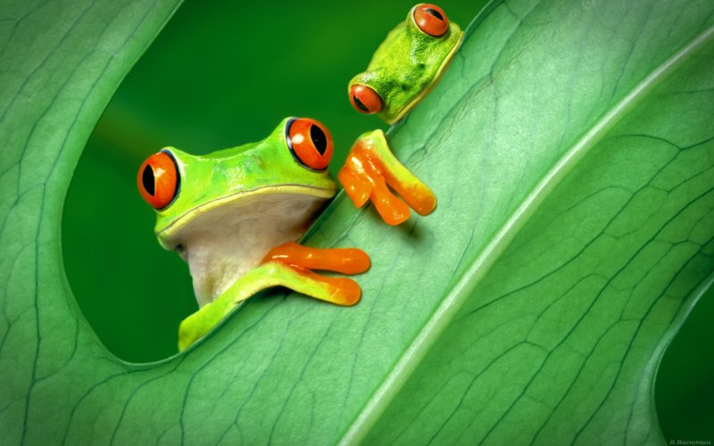 Обои с лягушками