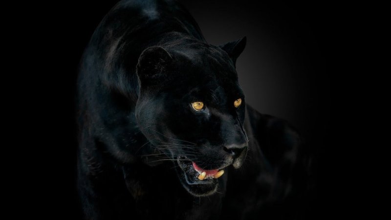 К10 Блэк пантера