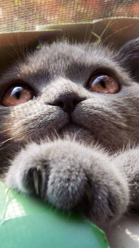 Прикольные котики