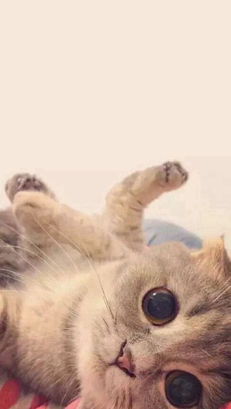 Милый котенок