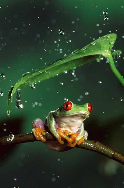 Лягушки в природе