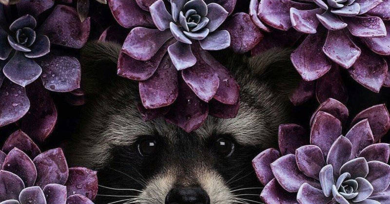 Енот в фиолетовых цветах