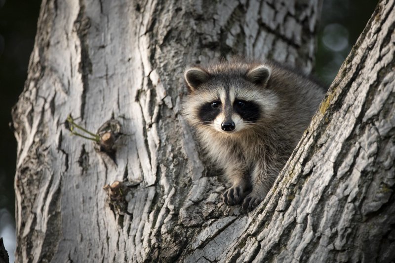 Енот полоскун на дереве