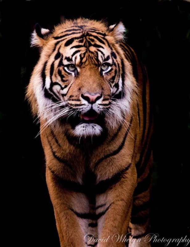 Тигр на рабочий стол