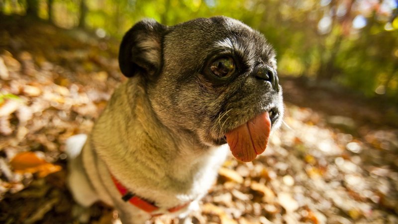 Смешное животное