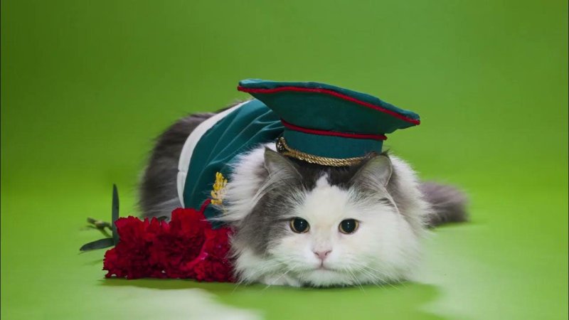Кошка в военной форме