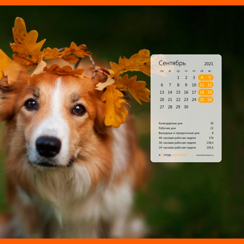 Собака с листьями на голове