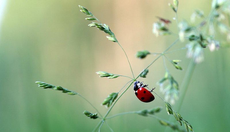 Божья коровка Макросъемка