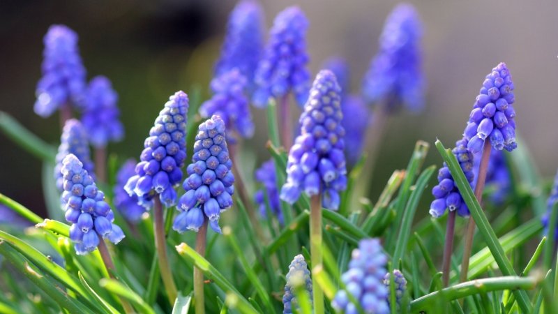 Мускари Найт айс