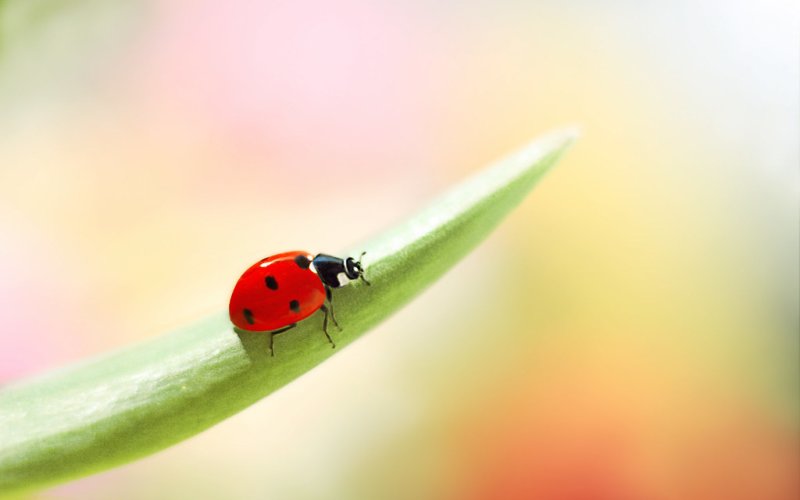 Божьи коровки