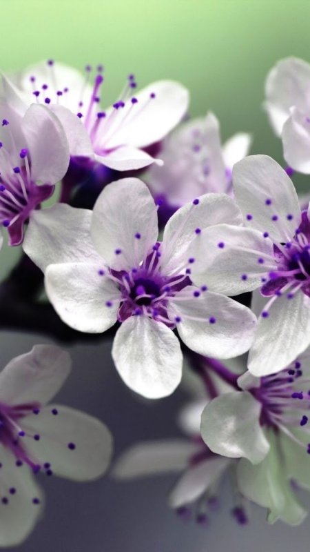 Фиолетовые цветы