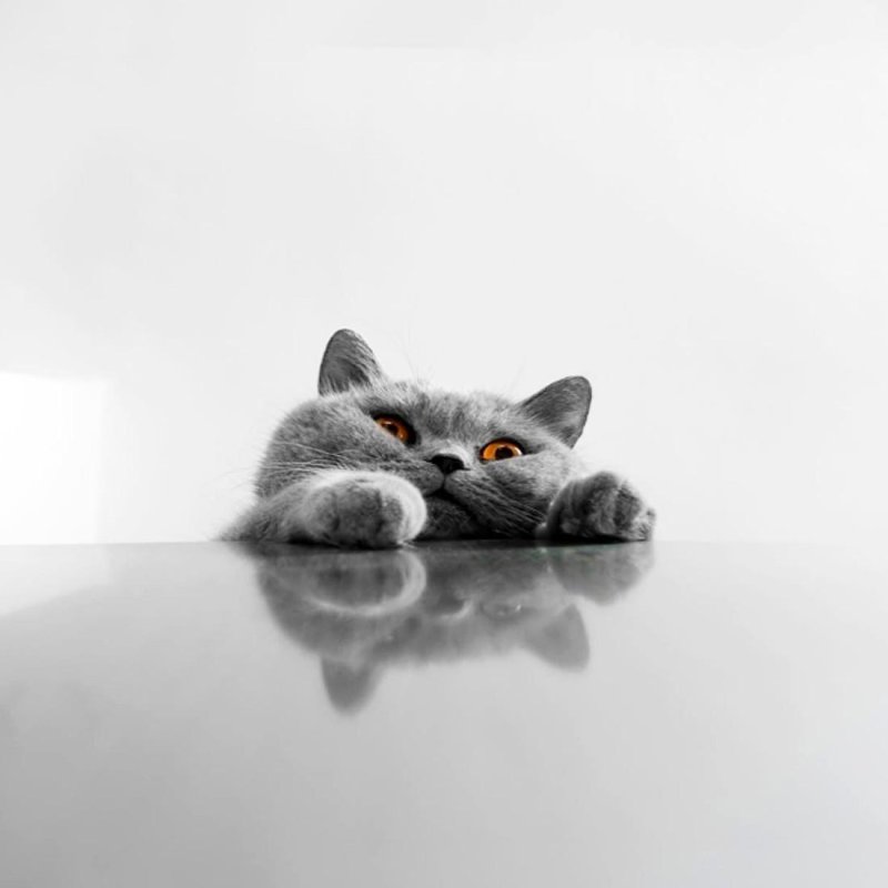 Красивые серые котята