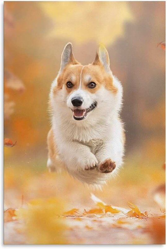 Корги обои на телефон