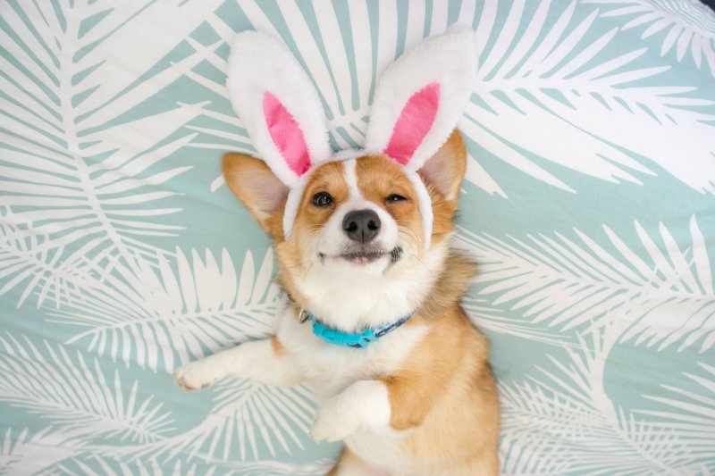 Корги гладкошерстный