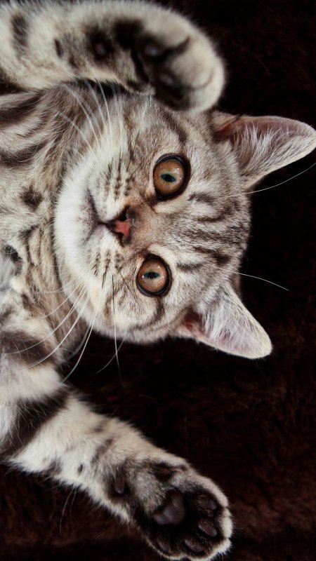 Кошки интересное