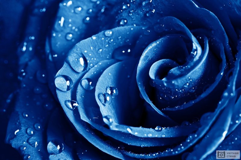 Синяя роза