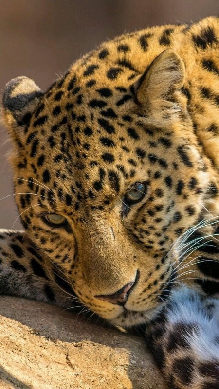 Хищные животные