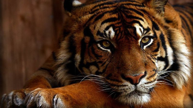 Красивый тигр