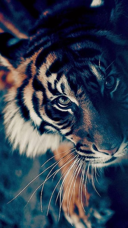 Обои на телефон тигр
