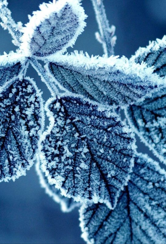 Листья в инее