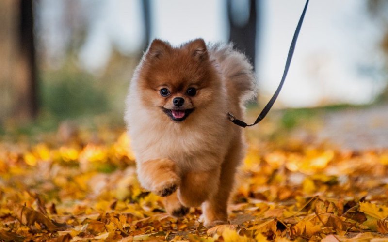 Померанский шпиц Пуппи