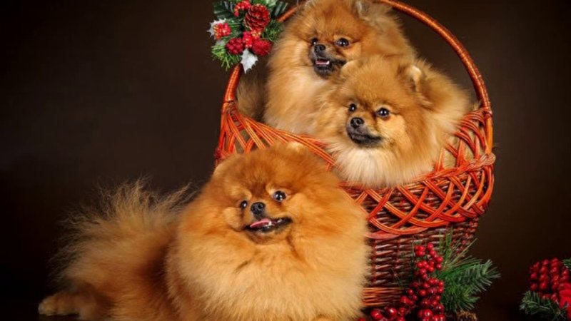 Померанский шпиц Рождественский