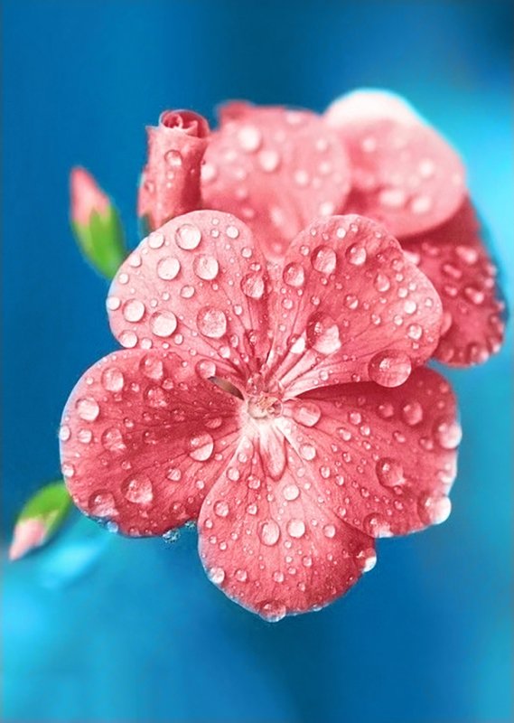 Красивые цветы на аватарку