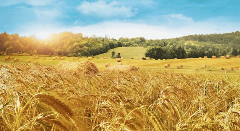 Поля рожь село Россия